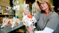 Eine Biologiemodellmacherin zeichnet auf dem Schädelknochen eines Skelettmodells mit roter Farbe die Kaumuskulatur ein.
