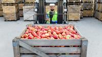 Eine Fachkraft für Fruchtsafttechnik transportiert frische Äpfel zur Saftproduktion.