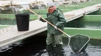 Eine Fischwirtin holt mit dem Kescher Störe aus einem Zuchtbecken.
