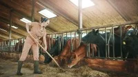 Eine Landwirtin füttert Kühe im Stall
