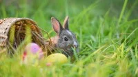 Osterhase und Ostereier auf grünem Gras im Freien