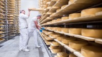 Zwei Milchtechnologen überprüfen in der Gläsernen Molkerei in Münchehofe die Reifung der Käselaibe.