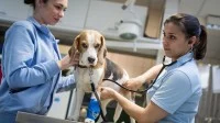Eine Tiermedizinische Fachangestellte und eine Tierärztin untersuchen in der Tierklinik einen Beagle wegen Verdacht auf Vergiftung.