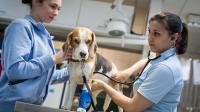 Eine Tiermedizinische Fachangestellte und eine Tierärztin untersuchen in der Tierklinik einen Beagle wegen Verdacht auf Vergiftung.