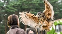 Ein Uhu landet während der Greifvogelshow auf dem Falkenhof Ravensberge bei der Tierpflegerin, die Futter in der Hand bereithält.
