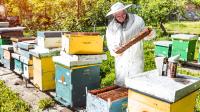 Ein Imker kontrolliert eine Honigwabe voller Bienen.