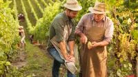 Zwei Winzer prüfen eine Traubenrebe bei der Weinernte.