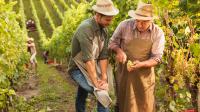 Zwei Winzer prüfen eine Traubenrebe bei der Weinernte.