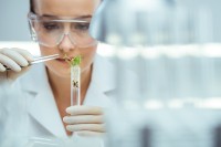 Eine agrarwirtschaftlich-technische Assistentin präpariert eine Probe mit Keimlingen.