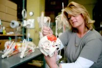 Eine Biologiemodellmacherin zeichnet auf dem Schädelknochen eines Skelettmodells mit roter Farbe die Kaumuskulatur ein.