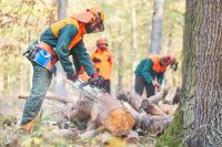 Ein Forstwirt zersägt im Wald einen Baumstamm mit der Kettensäge. Zwei Kollegen helfen ihm dabei.
