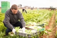 Ein Landwirt erntet Salat auf einem Feld.