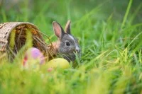 Osterhase und Ostereier auf grünem Gras im Freien