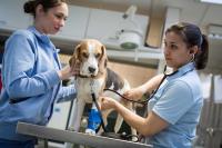 Eine Tiermedizinische Fachangestellte und eine Tierärztin untersuchen in der Tierklinik einen Beagle wegen Verdacht auf Vergiftung.