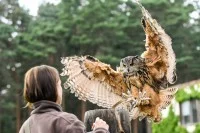 Ein Uhu landet während der Greifvogelshow auf dem Falkenhof Ravensberge bei der Tierpflegerin, die Futter in der Hand bereithält.