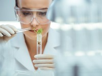 Eine agrarwirtschaftlich-technische Assistentin hält ein Reagenzglas mit einer Probe von Keimlingen.