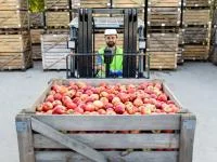 Eine Fachkraft für Fruchtsafttechnik transportiert frische Äpfel zur Saftproduktion.