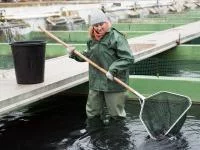 Eine Fischwirtin holt mit dem Kescher Störe aus einem Zuchtbecken.