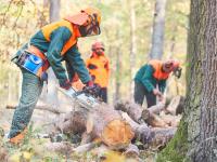 Ein Forstwirt zersägt im Wald einen Baumstamm mit der Kettensäge. Zwei Kollegen helfen ihm dabei.