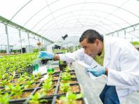 Ein Pflanzentechnologe untersucht in einem Gewächshaus Pflanzen.