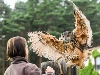 Ein Uhu landet während der Greifvogelshow auf dem Falkenhof Ravensberge bei der Tierpflegerin, die Futter in der Hand bereithält.
