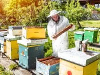 Ein Imker kontrolliert eine Honigwabe voller Bienen.