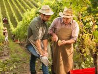 Zwei Winzer prüfen eine Traubenrebe bei der Weinernte.